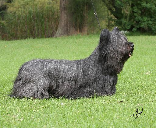 Skye Terrier 9Y766D-041.JPG